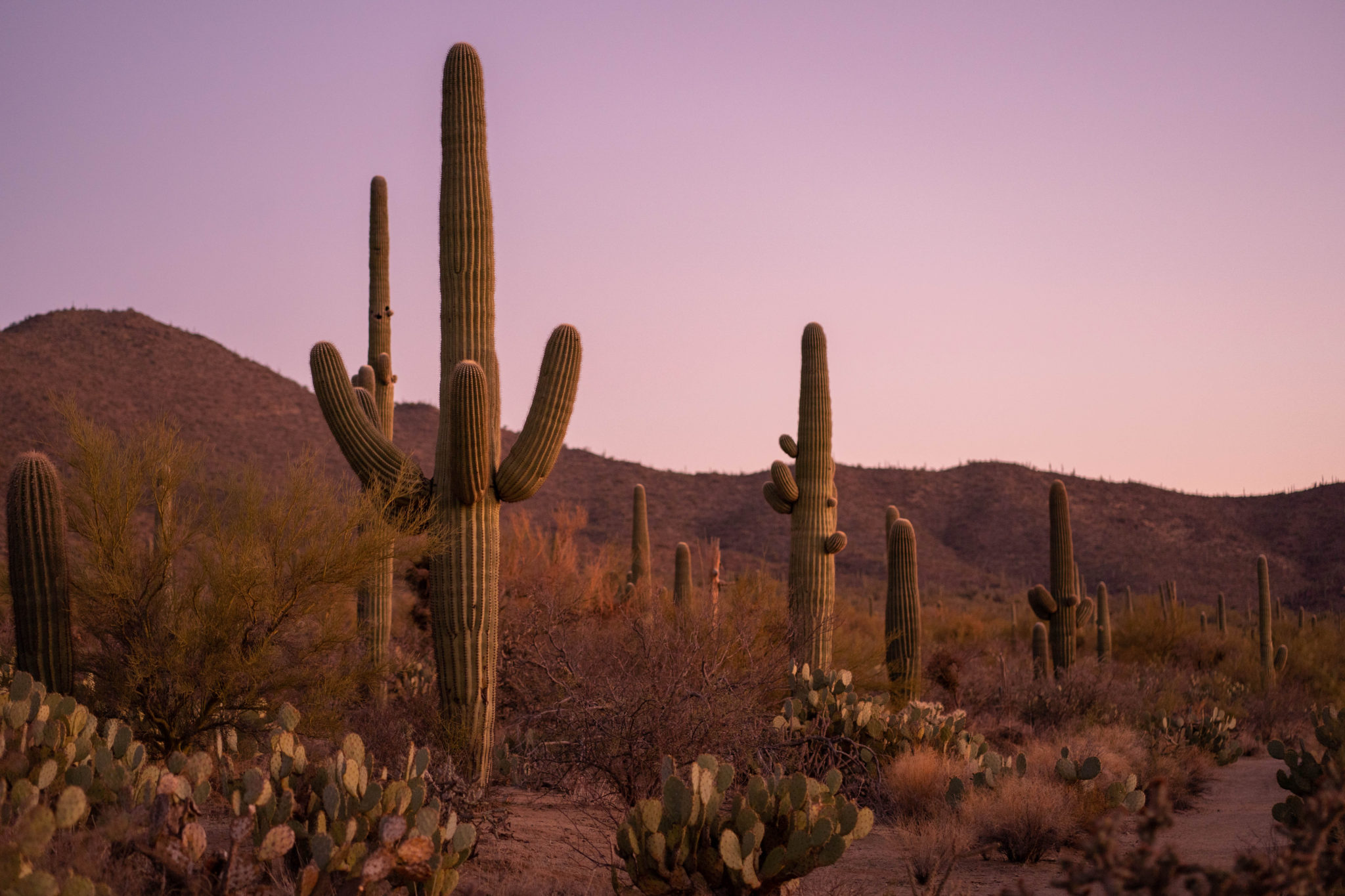 Guide to Visiting Tucson, Arizona - Truth of Traveling